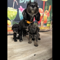 Cockapoo - Dogs