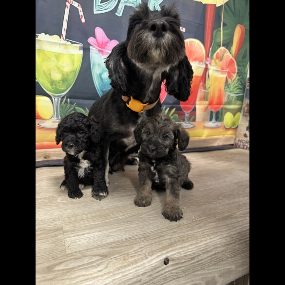 Cockapoo - Dogs