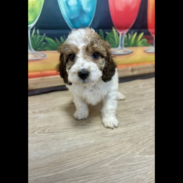 Cockapoo - Dogs