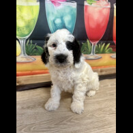 Cockapoo - Dogs