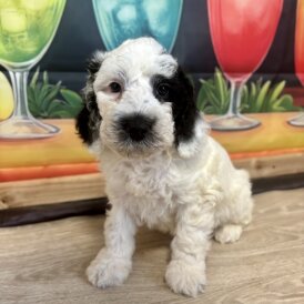 Cockapoo - Dogs