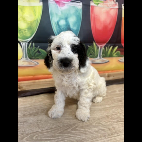 Cockapoo - Dogs