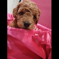 Cockapoo - Bitches