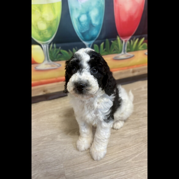 Cockapoo - Dogs
