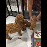 Cockapoo - Bitches