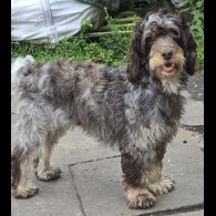 Cockapoo - Both