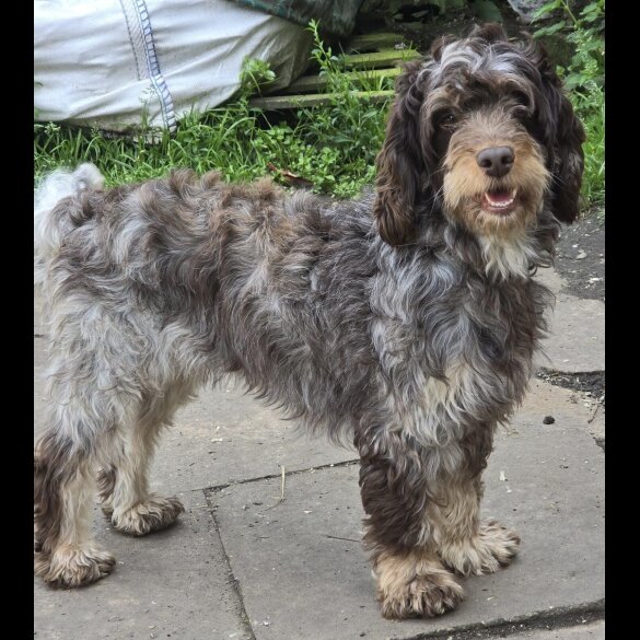 Cockapoo - Both