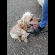 Cockapoo - Both