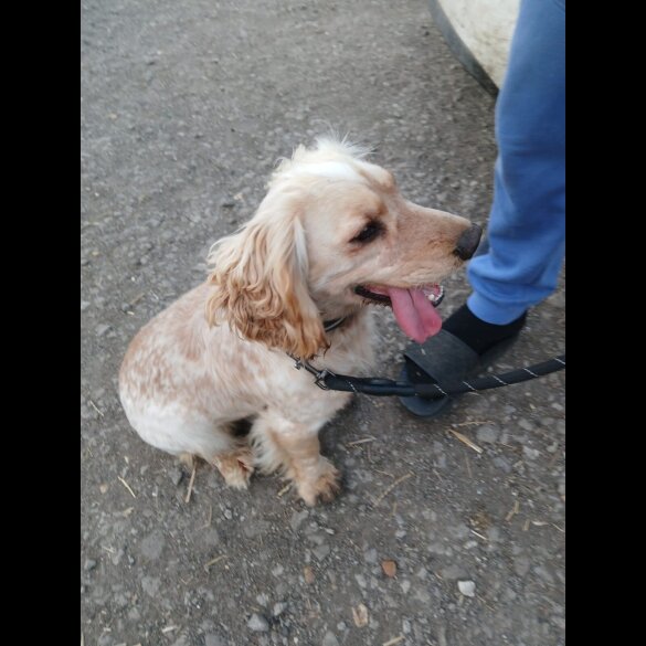 Cockapoo - Both