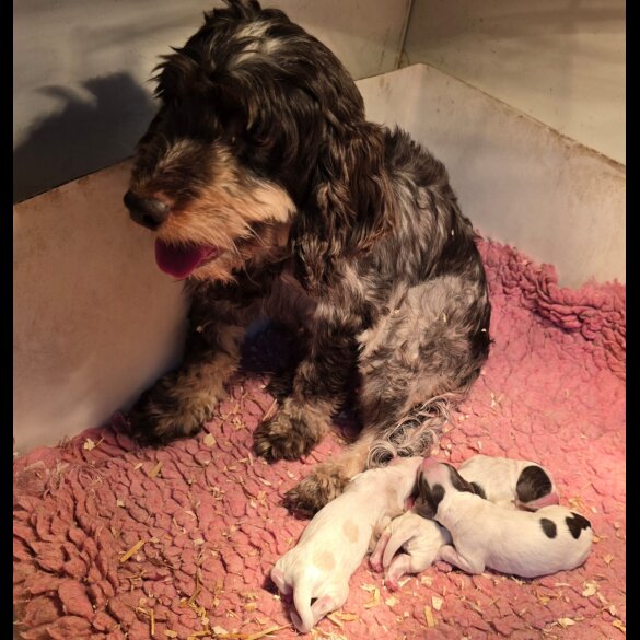 Cockapoo - Both