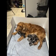 Cockapoo - Both