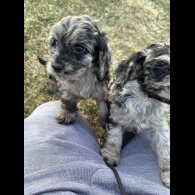 Cockapoo - Both