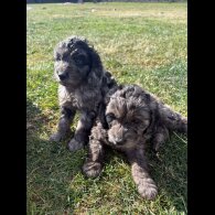 Cockapoo - Both