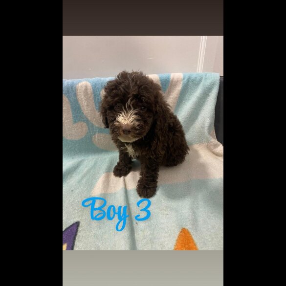 Cockapoo - Both