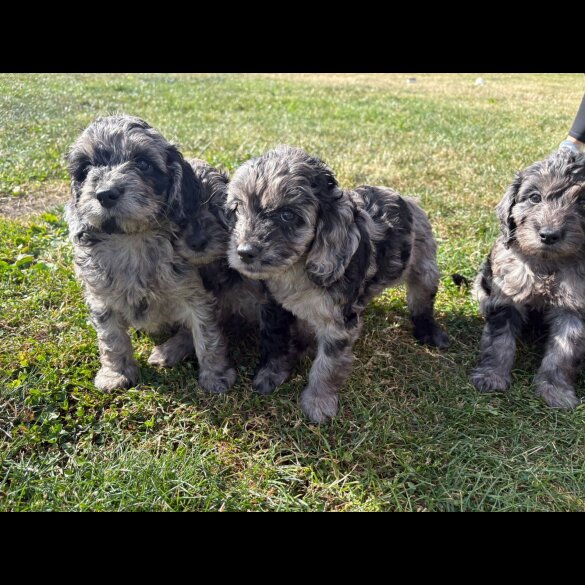 Cockapoo - Both