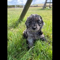 Cockapoo - Both