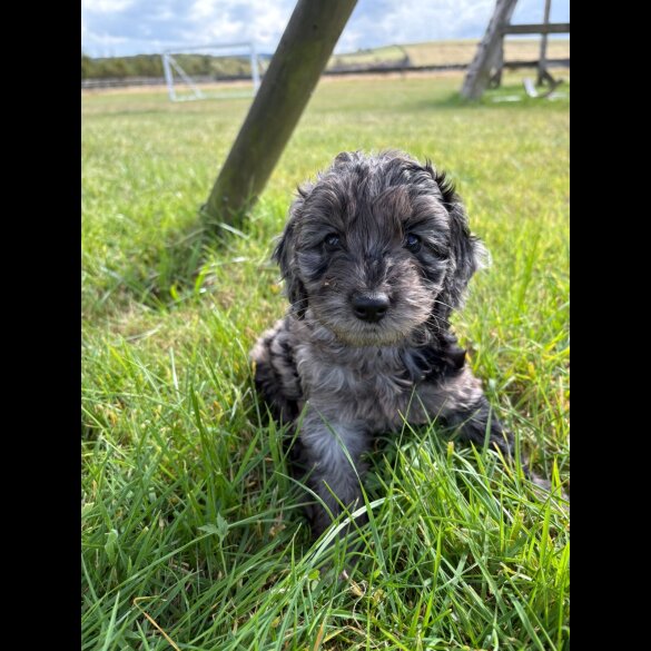 Cockapoo - Both