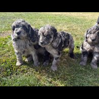 Cockapoo - Both