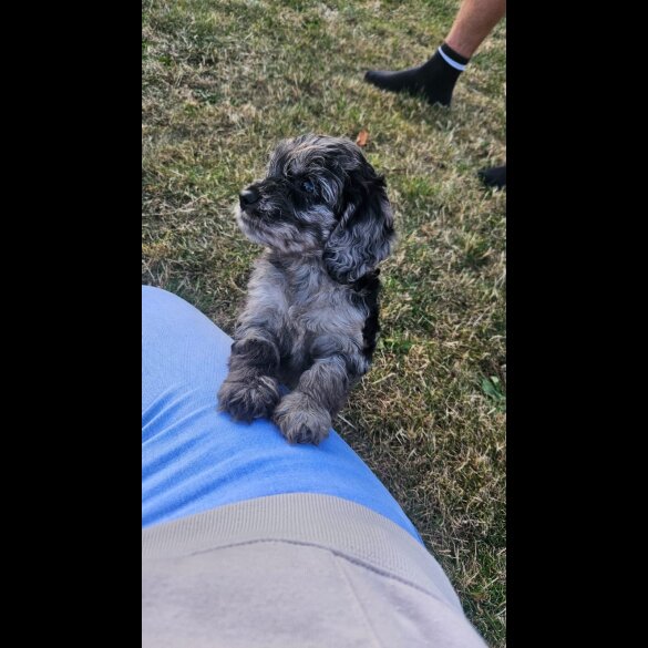 Cockapoo - Both