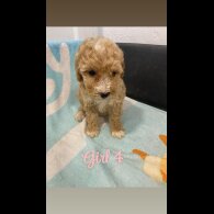 Cockapoo - Both