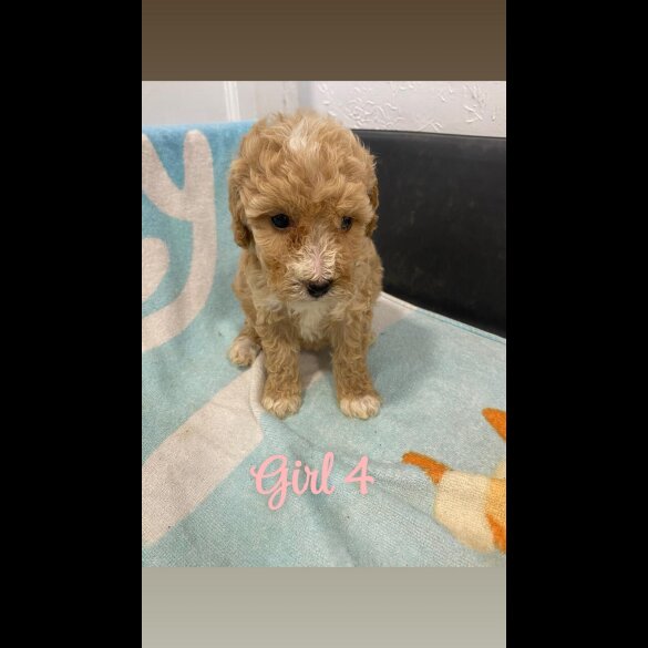 Cockapoo - Both