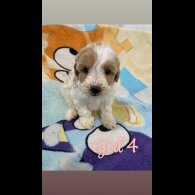 Cockapoo - Both