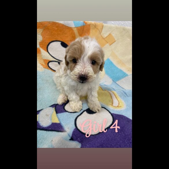 Cockapoo - Both