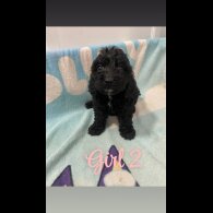 Cockapoo - Both