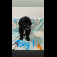 Cockapoo - Both