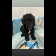 Cockapoo - Both
