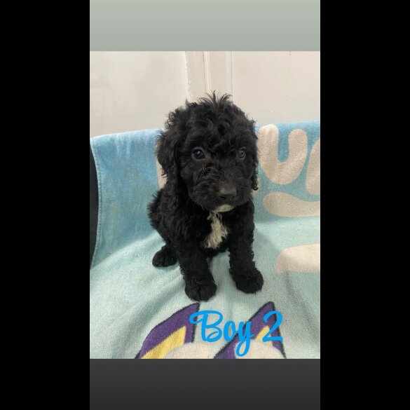 Cockapoo - Both