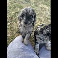 Cockapoo - Both
