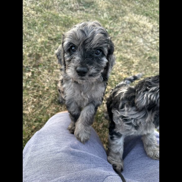 Cockapoo - Both