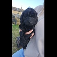 Cockapoo - Both