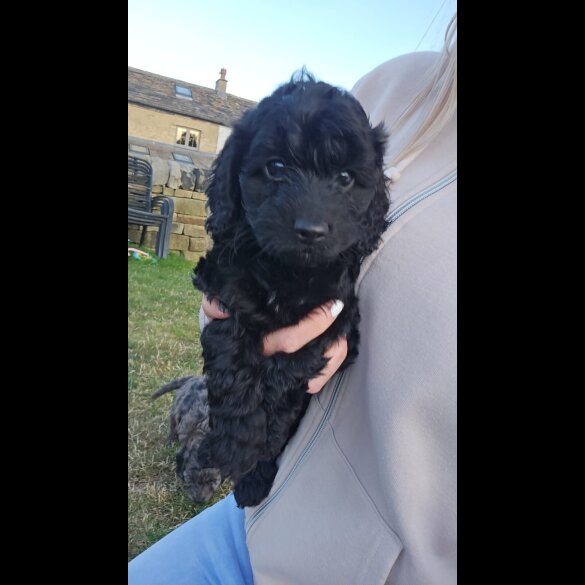 Cockapoo - Both