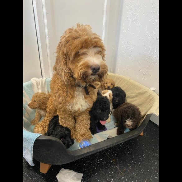 Cockapoo - Both