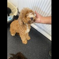 Cockapoo - Both
