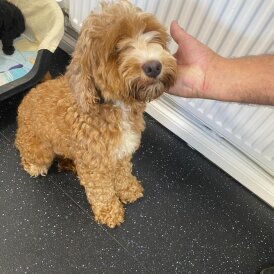 Cockapoo - Both