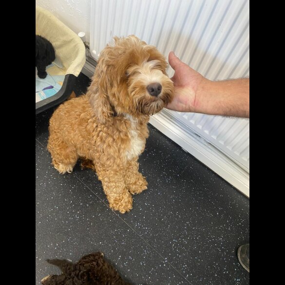 Cockapoo - Both