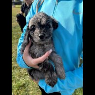 Cockapoo - Both