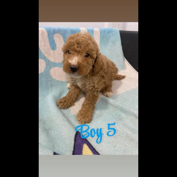 Cockapoo - Both