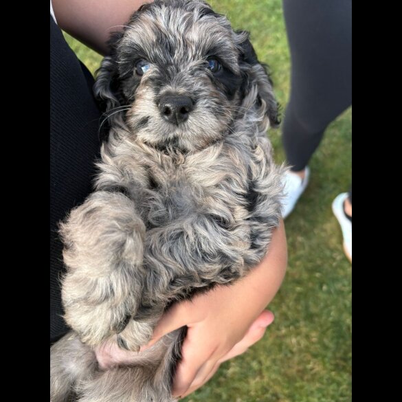 Cockapoo - Both