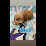 Cockapoo - Both