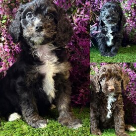 Cockapoo - Both