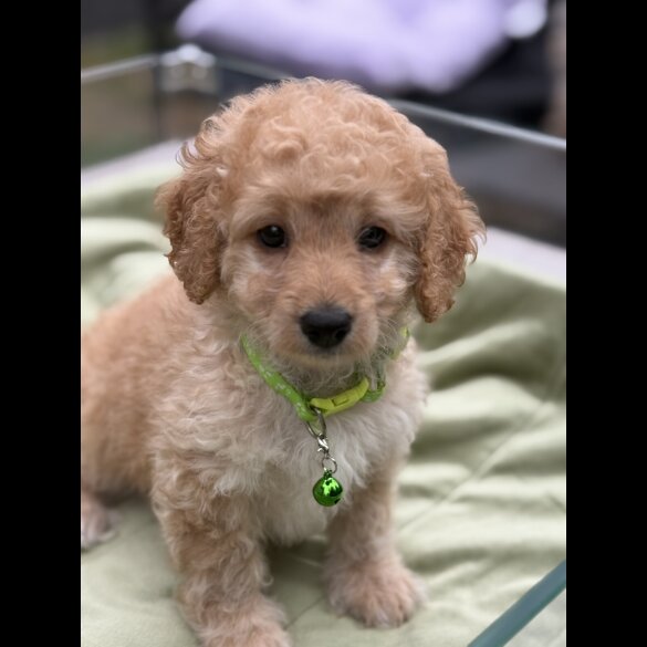 Cockapoo - Both