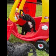 Cockapoo - Both