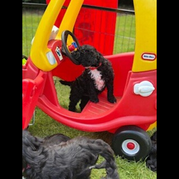 Cockapoo - Both