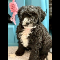 Cockapoo - Both