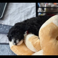 Cockapoo - Both