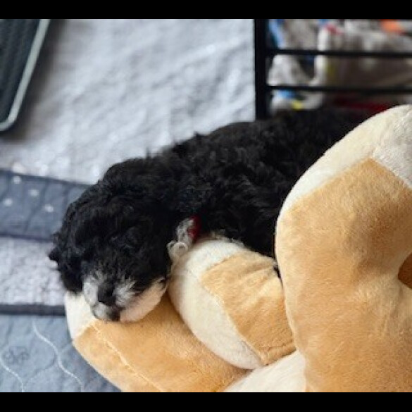Cockapoo - Both